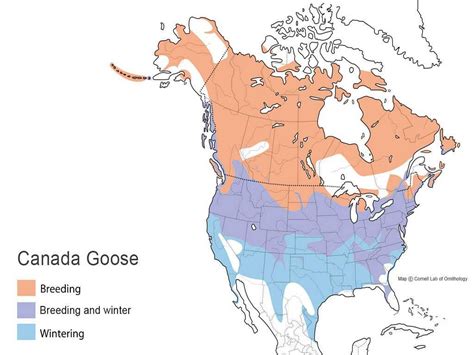 canada goose locations.